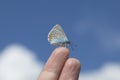 Blue butterfly sits on a personÃ¢â¬â¢s finger. (lat. Lycaenidae old name - Cupidinidae) Royalty Free Stock Photo